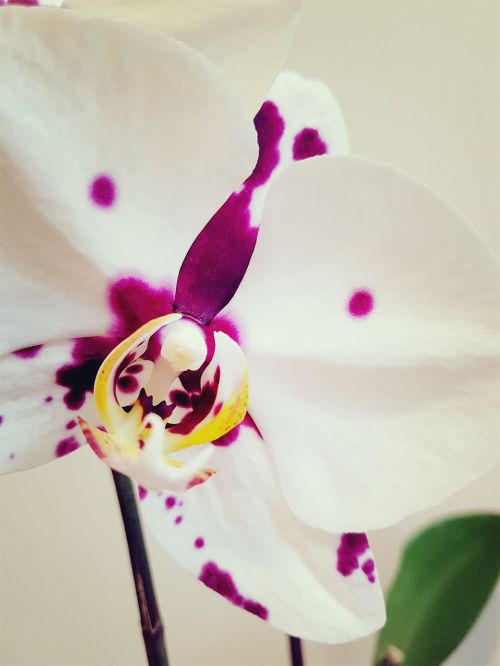 orchid ocean phalaenopsis flower