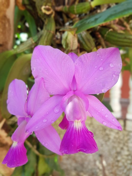 orchid flower botanist