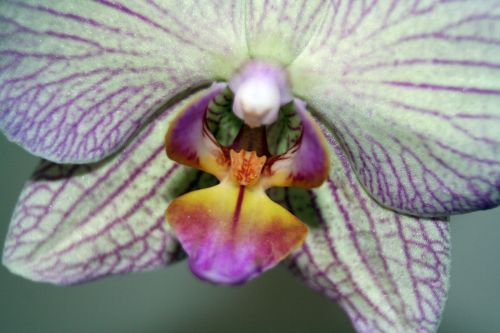 orchid flower white violet