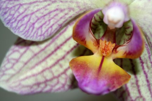 orchid flower white violet