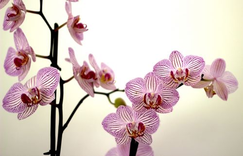 orchid petals purple