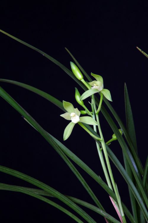 orchid plants oriental