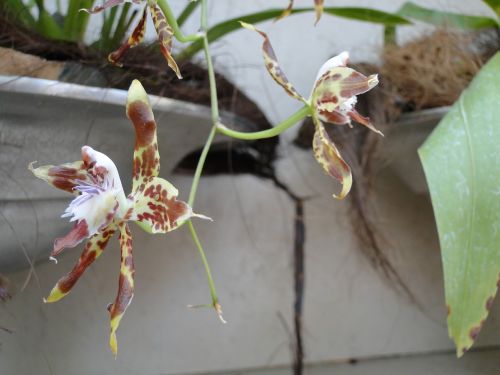 orchid flower blossom