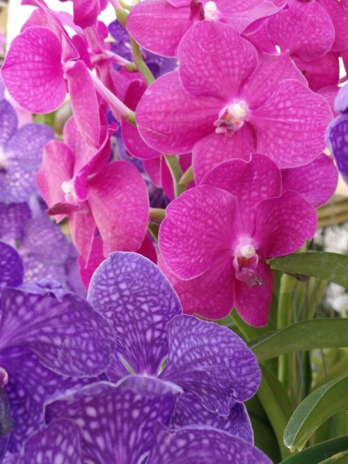 orchid purple blossom
