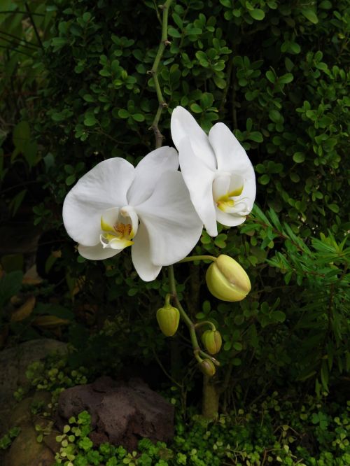 orchid tropical garden white flower