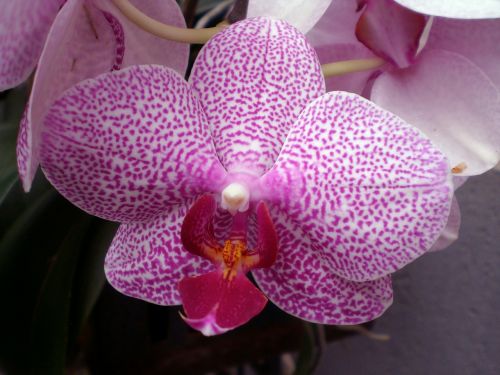 orchid phalaenopsis orchids