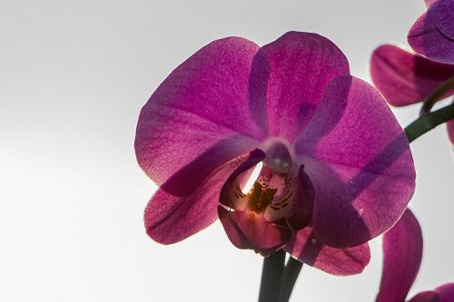 orchid flower nature