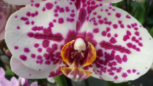 orchid flower tropical