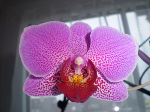 orchid flower roštín