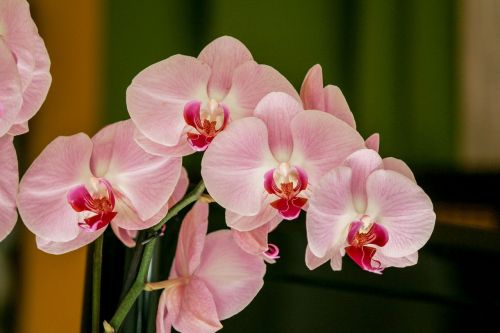 orchid flower pink