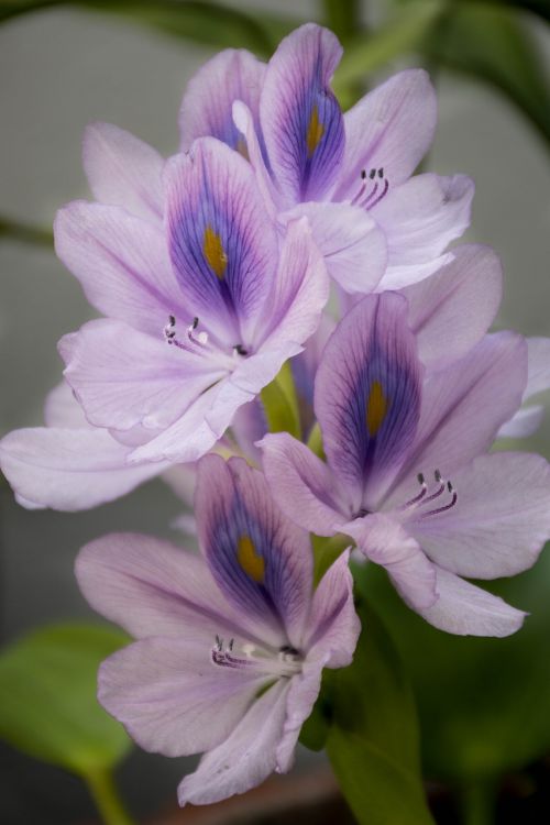 orchid purple lotus
