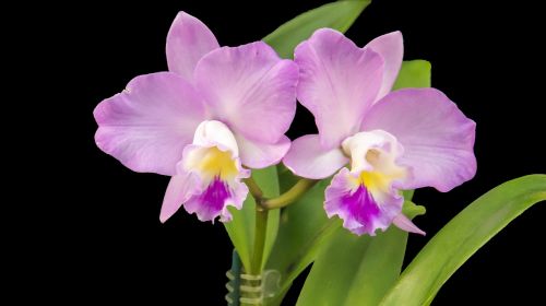 orchid purple purple orchid