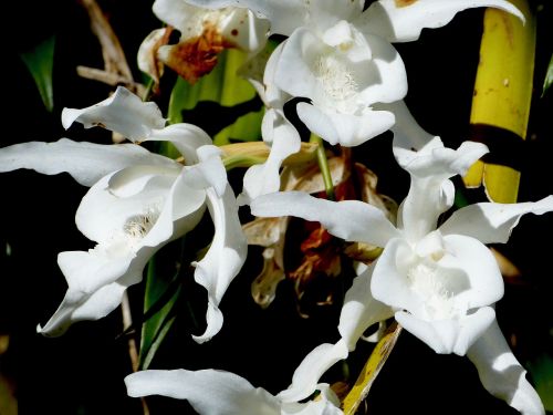 orchid flower reunion island