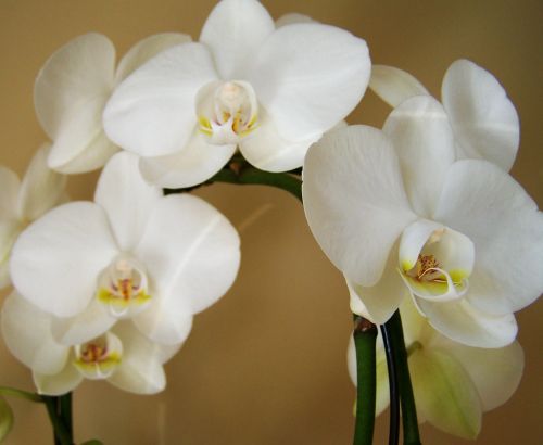 orchid exotic plant white color
