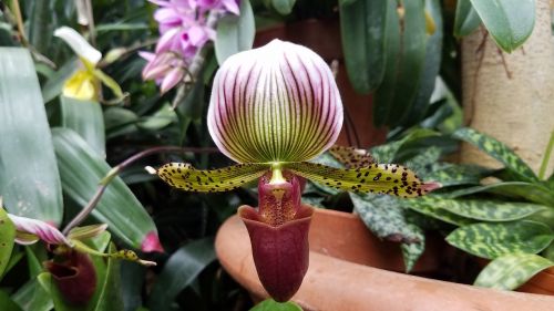 orchid flower lady shoe