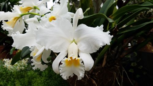 orchid white flower