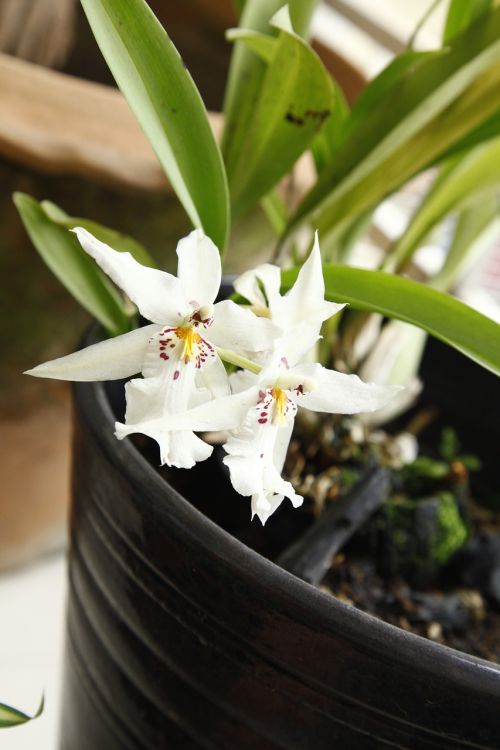orchid oncidium flower
