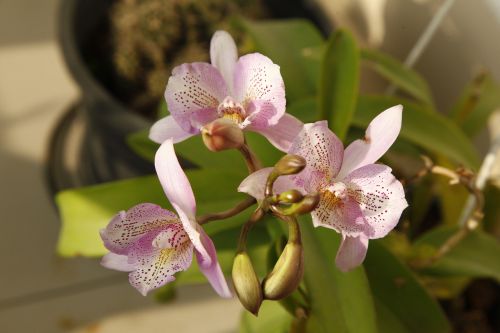 orchid flower blossom