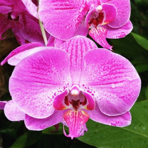 orchid pink flower