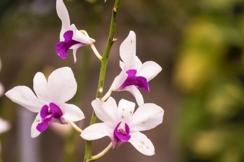 orchid white purple