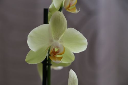 orchid flower blossom