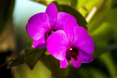 orchid purple flower ornamental flower