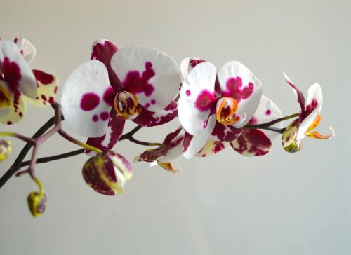 orchid flowers floral