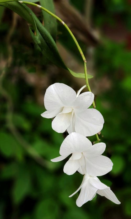orchid pure white