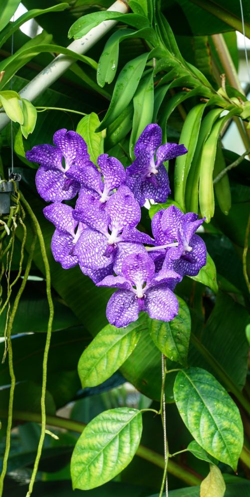 orchid spotted purple