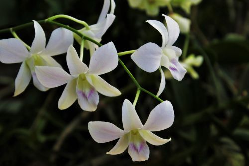 orchid exotic biel