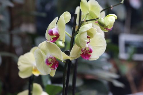 orchid flower blooming
