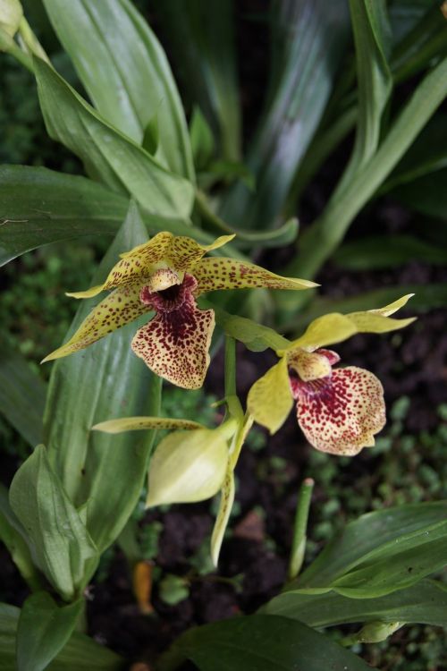 orchid flora nature