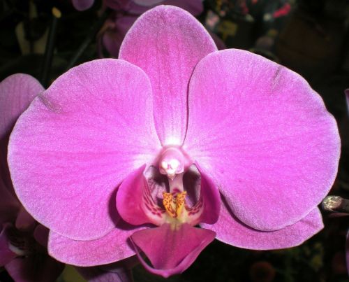 orchid nature flower