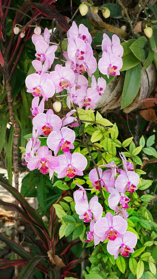 orchid  flower  cascade