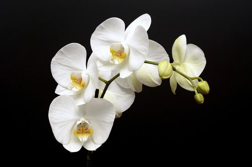 orchid  flower  blossom