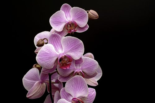 orchid  flower  blossom