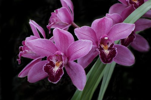 orchid  flower  exotic