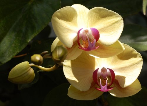 orchid  garden  exotic