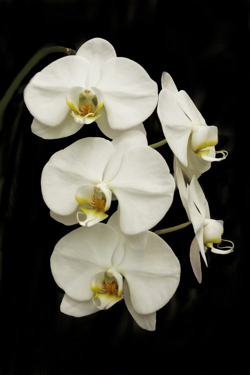 orchid  phalaenopsis  flower