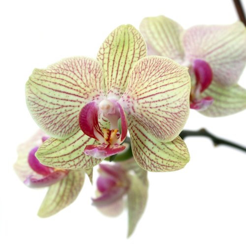 orchid  nature  bloom