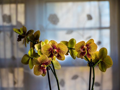 orchid  flower  flora