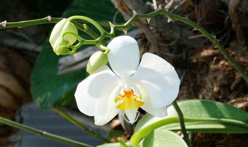 orchid  brilliant  white