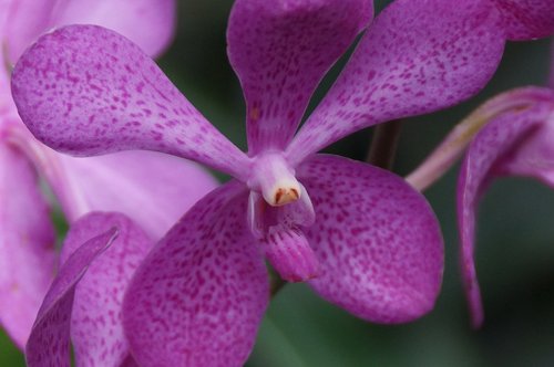 orchid  flower  flora