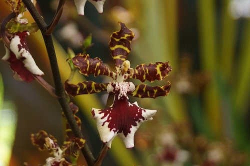 orchid  summer  flower