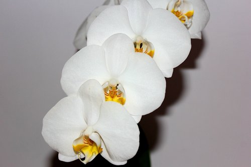 orchid  white flower  nature