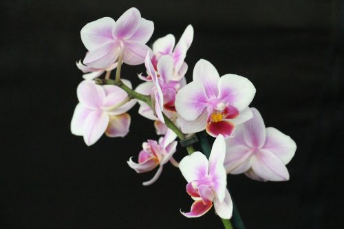 orchid blossom bloom