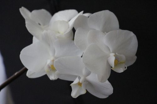 orchid white blossom