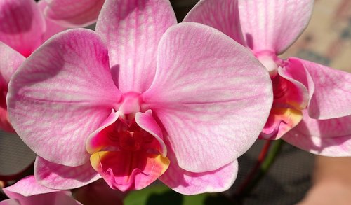 orchid  flower  noble