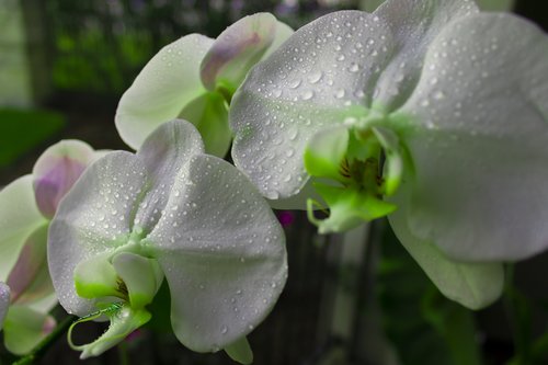 orchid  flowers  white