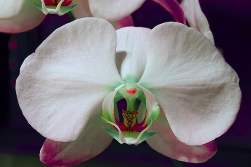 orchid  flower  white